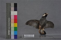 爪哇雀藏品圖，第5張